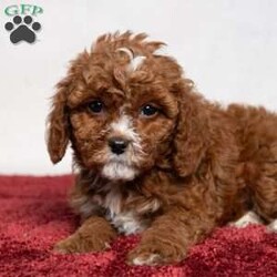 Colton/Cavapoo									Puppy/Male	/10 Weeks,Meet Colton! He is a handsome guy also with a nice patch of white on his throat and chest. He is ready to be your best friend! He will bring a smile to your face when you come home after a long day at work or will be happy to wake you up with puppy kisses! 