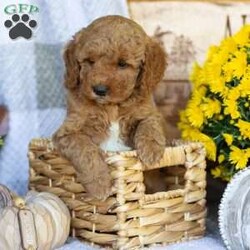 Prince/Mini Goldendoodle									Puppy/Male	/August 28th, 2026,Hi! Meet Prince, a sweet, smart pup who loves to play, cuddle and loves belly rubs. They are very social and play with children. They are trained to go potty in the yard, they have access to play in the yard and nap and sleep in a cozy heated puppy bed whenever they please. They bring joy and delight to each new day! 