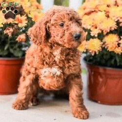 Big Boy/Miniature Poodle									Puppy/Male	/11 Weeks,Meet our happy and Docile Miniature Poodles! These puppies are always so happy and just absolutely love snuggles and pets! 
