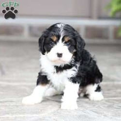 Marla/Cavapoo									Puppy/Female	/September 9th, 2026,Marla is a sweetheart raised with the kind of love and care that a puppy needs for a great start in life! She also enjoys a special diet for optimal health. Call, text or email to schedule your meet with this sweet girl! (we also offer facetime meetings) Marla’s adult weight will be approximately 18 pounds.