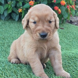 Adopt a dog:Aria/Golden Retriever/Female/,Hi, I'm Aria! I'm a 3-week-old female Golden Retriever with a beautiful golden coat, born on September 30. I'll be ready to go home to my forever family after November 26, once I'm grown enough to leave my litter. When I reach my adult size, I should weigh between 45–75 lbs. I'm AKC registered. I can't wait to be your best friend and cuddle buddy for life.